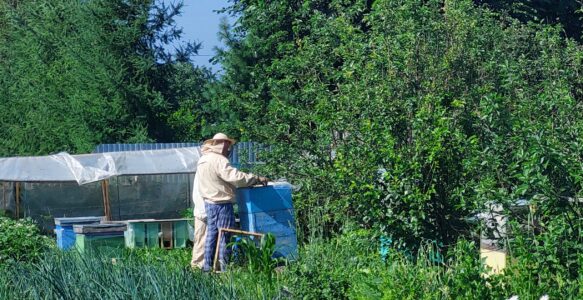 Пчеловодство в Чусовом